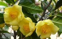 Lễ hội tôn vinh Trà hoa vàng - loài hoa quý hiếm 15 triệu/kg