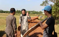 Chặt cây xanh, trồng rau bẩn vào hài Tết