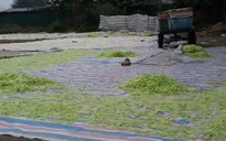 Nguyên liệu làm mứt phơi lộ thiên, gần... nhà vệ sinh công cộng!