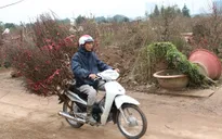 Quất đào xuống phố trong ngày lạnh nhất năm