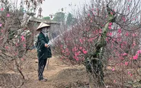 Làng đào Nhật Tân được Hà Nội vinh danh làng nghề truyền thống