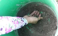 'Không được dùng xi măng bón cho lúa cũng như các cây trồng nông nghiệp'