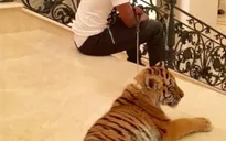 Nối gót Mike Tyson, Mayweather dùng hổ làm thú cứng