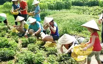 TP.HCM: Độc, lạ tour du lịch trồng rau sạch Củ Chi