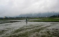 Hàng nghìn hecta lúa chết do rét đậm, rét hại