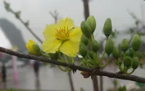 Chùm ảnh: Chiêm ngưỡng mai vàng vùng non thiêng Yên Tử