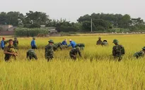 CHÙM ẢNH XÚC ĐỘNG: Bộ đội xuống ruộng giúp dân gặt lúa 'chạy' bão số 7