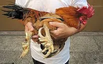 Gà chín cựa - sản vật quý cho ngày Tết