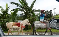Độc đáo thư viện lưu động trên lưng ngựa tại Indonesia