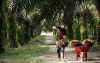 Indonesia cấm cơ sở sản xuất dầu cọ mới