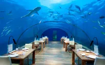 Khám phá đại dương từ những nhà hàng dưới nước độc đáo