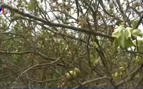 Nhiều nhà vườn ở Vĩnh Long bị thiệt hại nặng do sự cố vỡ đê