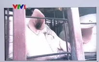 Chuyến xe chở heo lọt qua các trạm kiểm dịch như thế nào?