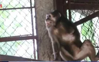 Thủ đoạn nhẫn tâm của những kẻ săn bắt động vật hoang dã