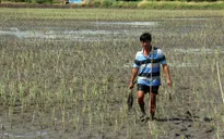 Kiên Giang: 30.000 ha lúa bị thiệt hại do nhiễm mặn