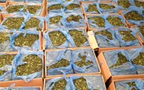 Hà Nội: Thu giữ gần 3 tấn lá Khat