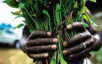Lá Khat - Tiền chất ma túy lần đầu tiên xuất hiện tại Việt Nam