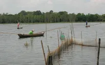 ĐBSCL: Cạn kiệt nguồn lợi thủy sản vì không có lũ