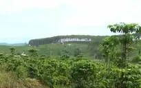Lâm Đồng kiên quyết thu hồi diện tích đất lâm nghiệp bị lấn chiếm