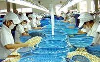 Ngành điều và cơ hội vàng từ thị trường Hoa Kỳ