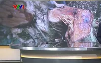 Lâm Đồng truy bắt nhóm đối tượng phá rừng