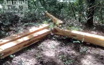 Đăk Lăk: Bắt 3 đối tượng khai thác gỗ trái phép trong khu bảo tồn