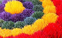 Làng hương Thủy Xuân, Huế vào mùa Tết