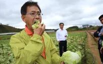 Mô hình trồng rau sạch ở “làng thần kỳ” Kawakami, Nhật Bản