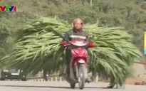 Người dân chở cỏ từ Lào Cai lên Sa Pa cứu đói cho gia súc