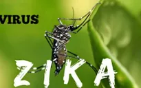 Virus Zika nguy hiểm như thế nào?