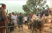 Quảng Ngãi: Nhiều gia đình lâm vào cảnh nợ nần sau lễ đâm trâu