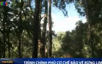 Quảng Nam trình Chính phủ cơ chế bảo vệ rừng lim