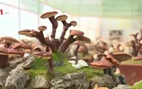 Nấm linh chi bonsai độc lạ hút khách dịp Tết Bính Thân