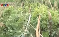 Bình Phước: Lốc xoáy gây thiệt hại hàng tỉ đồng