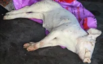 Lợn giống lăn ra chết, dập tắt hy vọng thoát nghèo của dân
