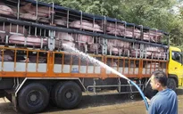 Cục Chăn nuôi khuyến cáo không nên tăng đàn lợn bằng mọi giá