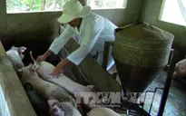 Hà Tĩnh xuất hiện dịch tai xanh ở lợn