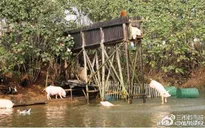 Bắt lợn nhảy cầu mỗi ngày để... nâng cao sức khỏe