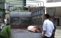 Hà Tĩnh: Phát hiện ô tô chở lợn chết về làm thịt bán