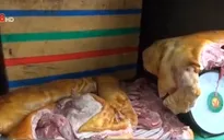 Bình Thuận: Phát hiện gần 1 tấn thịt heo nái thối làm giả heo rừng