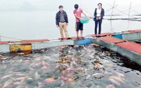 Phát triển nghề nuôi cá lồng tạo sinh kế cho người nông dân (17h20, 11/11, VTV1)