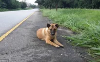 Chú chó trung thành đứng đợi chủ suốt một năm