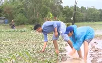 Lũ chồng lũ, người trồng hoa Tết Phú Yên trắng tay
