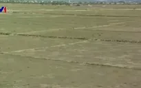 26.000ha đất lúa phải ngừng sản xuất vụ Đông Xuân
