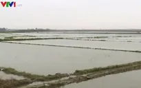 TT-Huế: Hàng nghìn ha lúa bị ngập úng