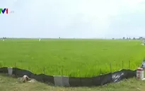 Nam Trung Bộ: Khô hạn gia tăng, nạn chuột hoành hành
