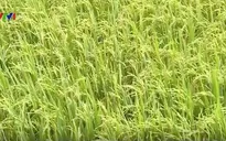 Xúc tiến đầu tư vào nông nghiệp ứng dụng công nghệ cao