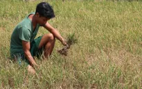 Giá lúa tại Đồng bằng sông Cửu Long giảm mạnh