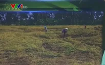 Kiên Giang: Hơn 5.000ha lúa thiệt hại do mưa bão phải gieo sạ lại