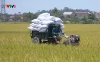 Thanh Hóa xây dựng vùng lúa gạo hữu cơ